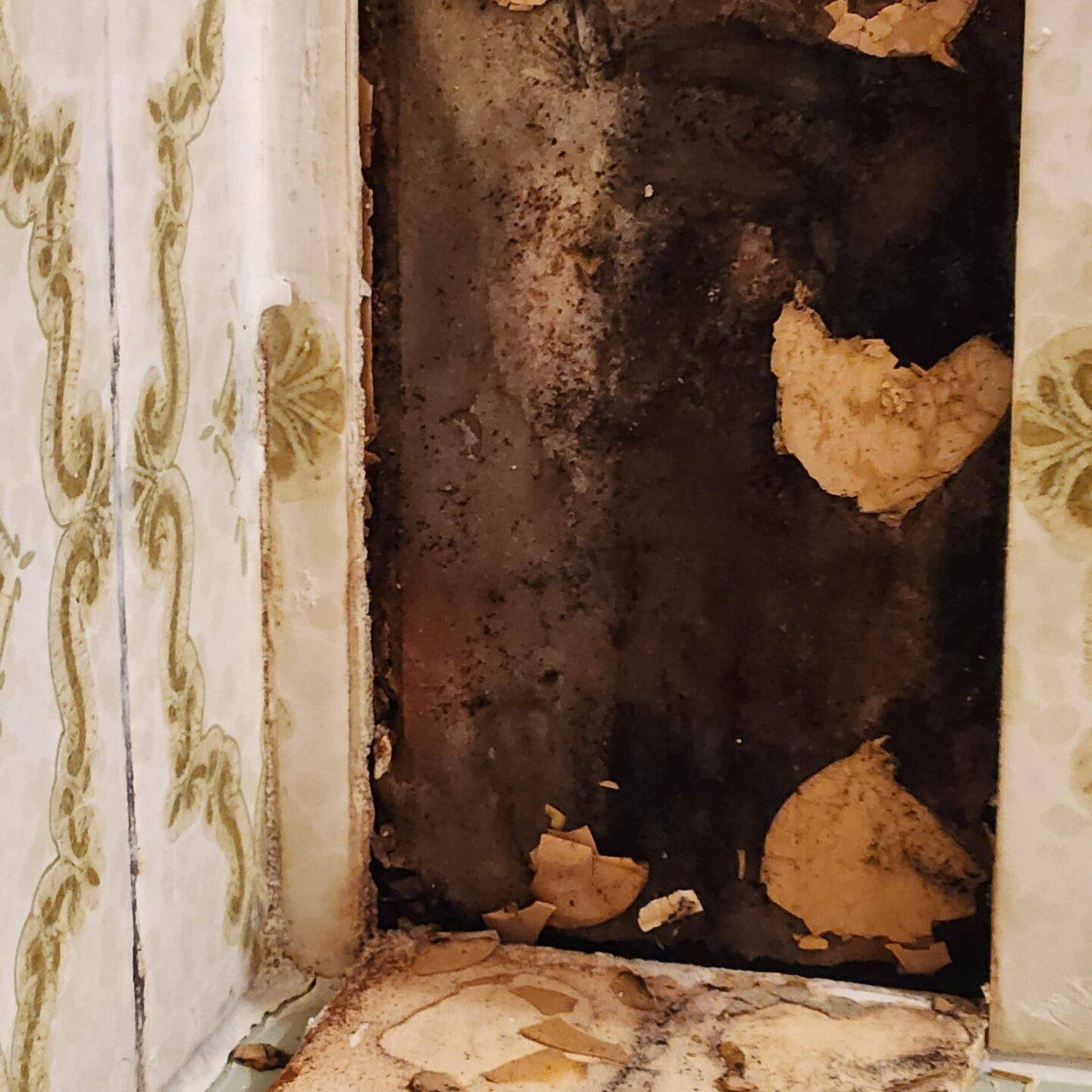 Black mold growing on a wall cavity behind drywall